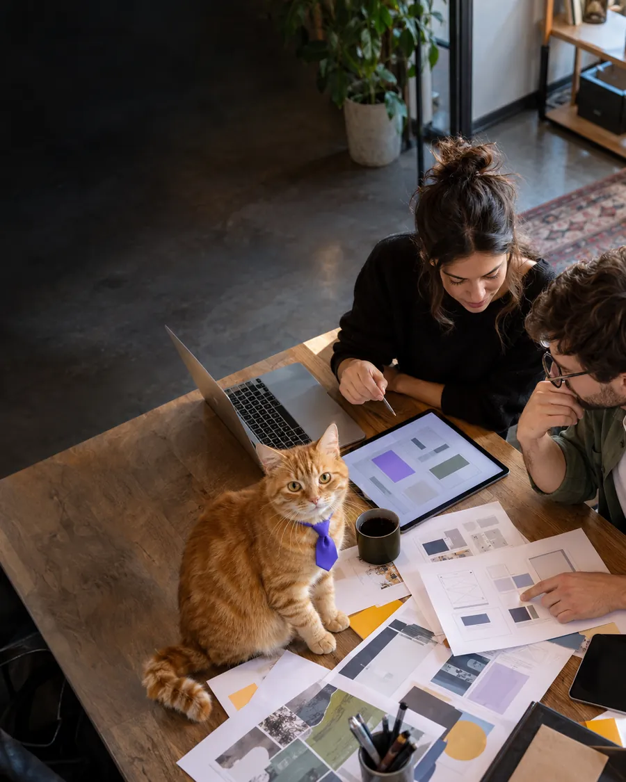 El gato de Wenü revisando diseños con el equipo